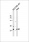 BPGM Antibody (C-term)