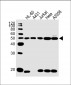KRT28 Antibody (C-term)