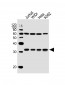 EXOSC6 Antibody (N-term)