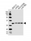 FN3KRP Antibody (N-Term)