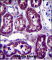 DPYS Antibody (C-term)