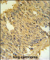 MFRN2 Antibody (N-term)