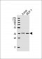 MFRN2 Antibody (N-term)