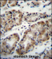 TAF8 Antibody (Center)