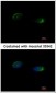 HOMER1 / Homer 1 Antibody (aa72-339)