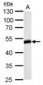 HOMER1 / Homer 1 Antibody (aa72-339)