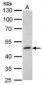 HOMER1 / Homer 1 Antibody (aa72-339)