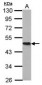 HOMER1 / Homer 1 Antibody (aa72-339)