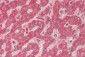 SRR / Serine Racemase Antibody (aa131-340)