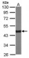 CS / Citrate Synthase Antibody (Internal)