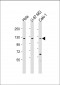 STARD8 Antibody (N-Term)