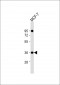 CXXC5 Antibody (N-Term)