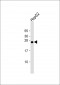 TMED4 Antibody (Center)