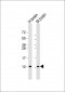 GNG2 Antibody (N-Term)