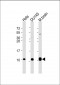 GNG12 Antibody (C-Term)