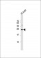 TMED4 Antibody (C-Term)