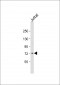 CTCFL Antibody (C-Term)