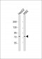 GTPBP4 Antibody (C-Term)