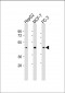 SAPCD2 Antibody (C-Term)