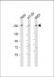 PCNXL2 Antibody (N-Term)