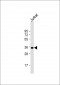 FBP1 Antibody (N-term)