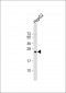 RPL15 Antibody (N-term)