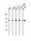 RAD54B Antibody (N-Term)