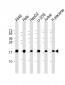 COMMD1 Antibody (N-Term)