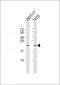 TC10 Antibody (Center)