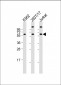 AP6800a-Hsp-60-Antibody-N-term