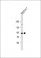 MST1 Antibody (C-term)