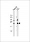 RAB5C Antibody (C-term)