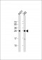 H1FX Antibody (C-term)