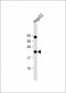 EBP Antibody(C-term)