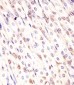 Mouse Med12 Antibody (C-term)