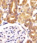 VAC14 Antibody (N-Term)
