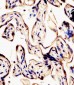 ERVK-7 Antibody (N-Term)
