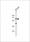 PRODH Antibody (C-Term)