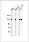 LRIG3 Antibody (N-Term)
