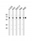 RSL1D1 Antibody (C-Term)
