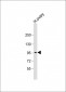 AP6155a-LRP3-Antibody-C-term