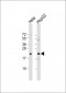 GLO1 Antibody (N-term)