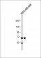 PRODH Antibody (Center)