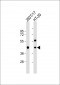 GPA33 Antibody (C-term)