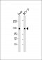 GTSE1 Antibody (C-term)