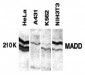 MADD Antibody