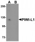 PIWI-L1 Antibody