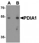 PDIA1 Antibody