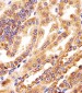 GMCL1 Antibody (Center)