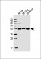 Mlkl Antibody (C-term)